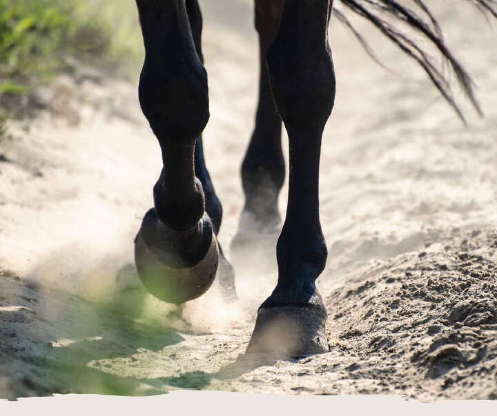 teaser pferd pferdepflege hufe derby teaser pferd pferdepflege hufe derby